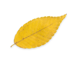 Ein gelbes Herbstblatt eines Baumes. Ein Symbol für Natur und Walderlebnisse mit Robinwoods.