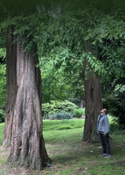 Ein Mann steht vor zwei großen Bäumen und schaut beim Waldbaden in deren Baumkronen.